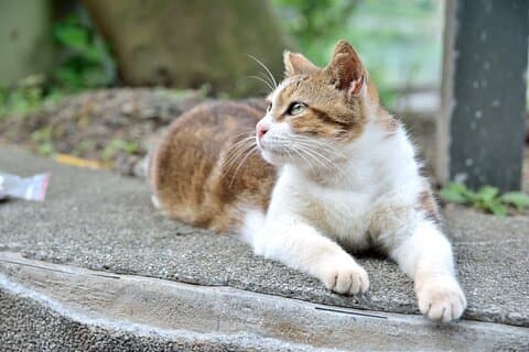 【Incl. Experiencia en tren】Shifen & Houtong Cat Village & Jiufen