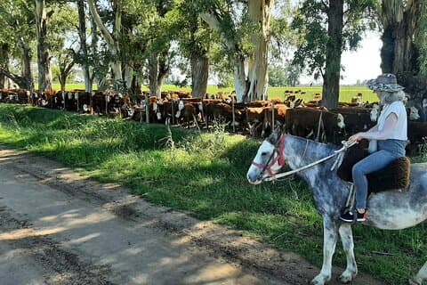 Experiencia de montar a caballo en Carlos Keen