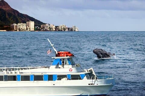 2 - Hour Oahu Whale Watch from Ala Wai Harbor, Waikiki