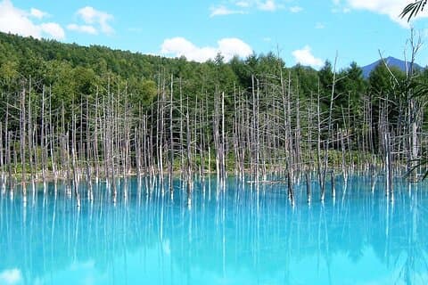 Flughafentransfer inklusive! [Privatwagen] Asahiyama-Zoo, Blauer Teich, Shirahige-Wasserfälle, Ningle-Terrasse (Abfahrt und Ankunft in Sapporo)
