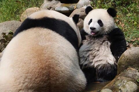 Dujingyan Panda Tour Option Riesenpanda oder Red Panda Keeper