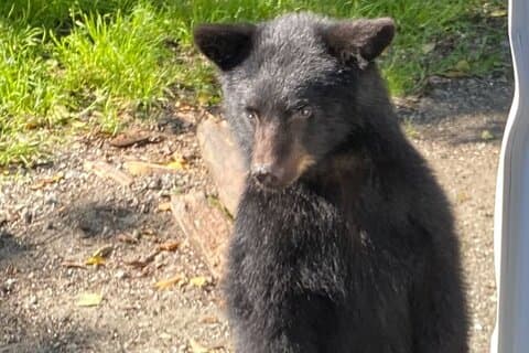 OVER THE TOP TOURS PRIVATE wildlife adventure and Ketchikan AK
