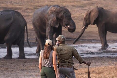 Safari Game Drive Zambezi nationalpark