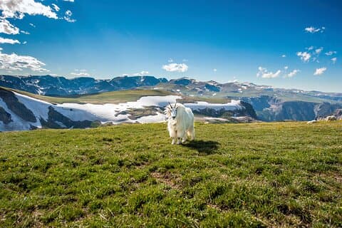 Beartooth Highway Private Tour