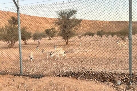 Arabian Deers and Edge of the World with Heritage Village