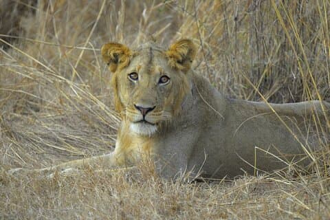 3 Day Unforgettable Mikumi Adventure Safari