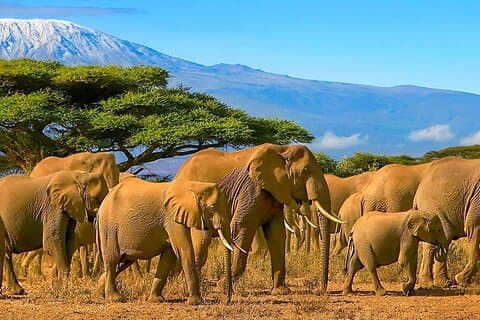 6-dagers Amboseli, Lake Naivasha og Masai Mara Luxury Lodges
