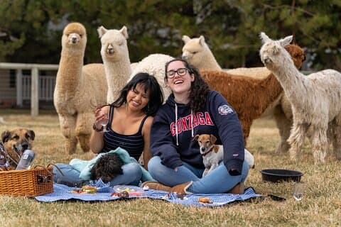 Alpaca Picnic ervaring in Oregon