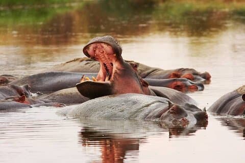 Northern Tanzania Wildlife Safari Photography