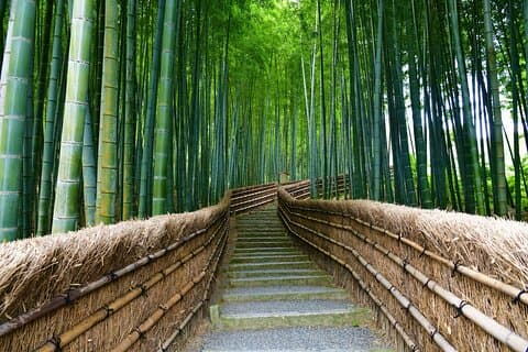 Excursion d'une journée à Kyoto et Miyama au départ d'Osaka