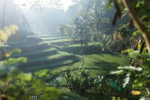 Ubud Monkey Forest, Water Temple, Rice Terrace with Jungle Swing