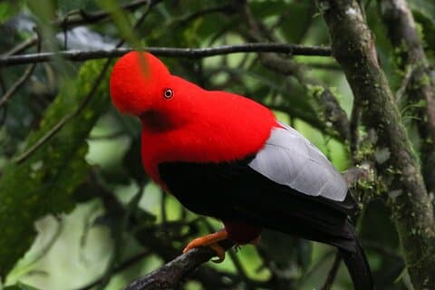 Gallito De La Peña - Fågelskådningstur på Bellavista Cloud Forest