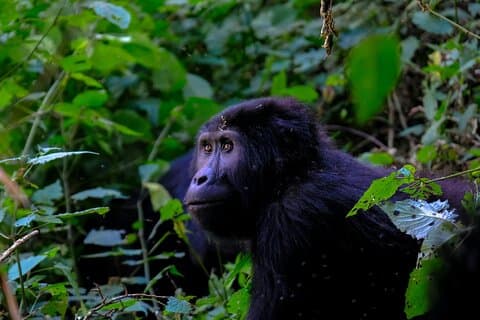 1 dag Gorilla Trekking