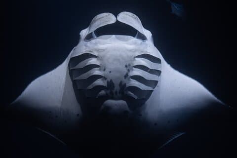 Nacht Manta Ray Schnorchel