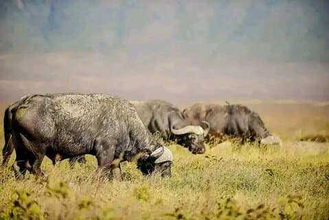 Two Days Safari Ngorongoro crater and Tarangire national park