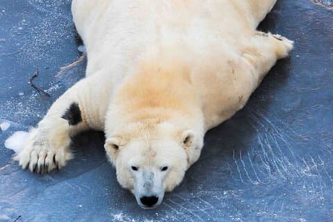 Rovaniemi : Insider geführte Gruppentour zum Ranua Zoo