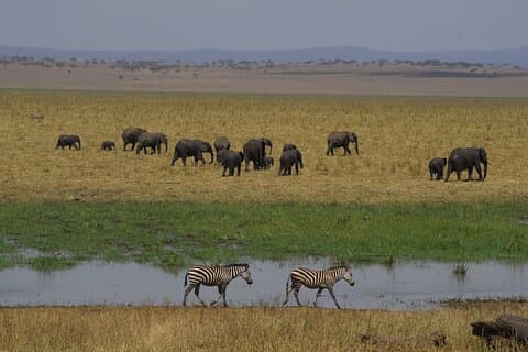 5 days Tanzania budget safari with big five