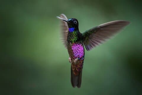 Hummingbirds at Monserrate Tour
