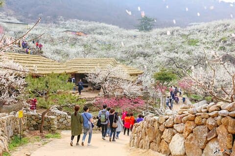 Excursión a la flor de Gwangyang Maewha y la aldea de Jeonju Hanok desde Seúl