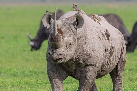 3-dagars Serengeti och Ngorongoro Tour