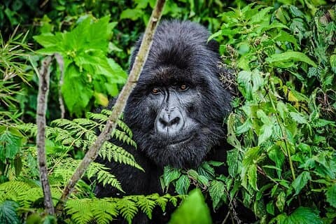2 - Tag Ruanda Gorilla Safari : Trekking und Lake Kivu Abenteuer