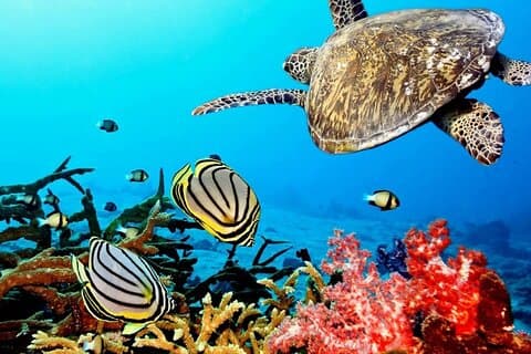 Key Largo Coral Reef Park und Sonnenuntergangsfeier