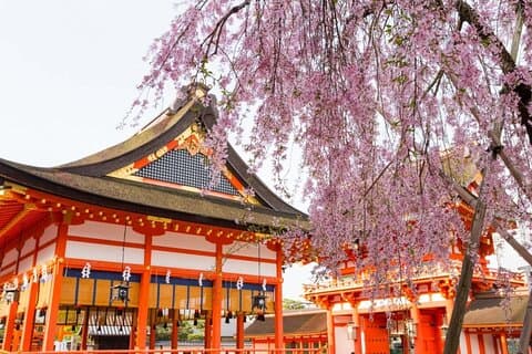 Vollständige Kyoto Magical Experience 1 Tagestour