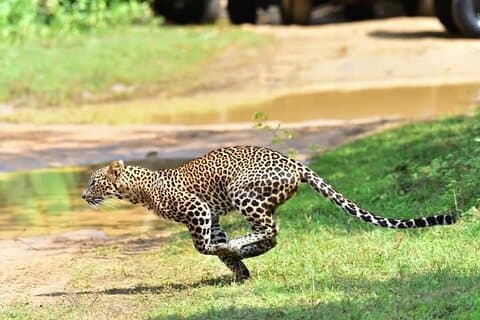 Wilpattu Half Day Safari from Sigiriya