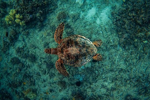 ナル島でモアナのVIPワイキキ亀シュノーケリング体験