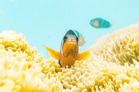 Nemo Clownfish Storm Snorkeling Tour in Hong Kong
