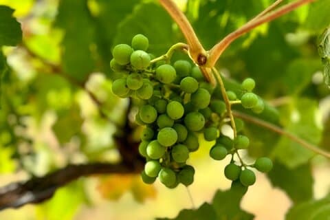 Private Yarra Valley Winery & Healesville Sanctuary Tours.