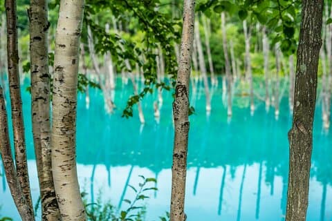 Privater Tagesausflug zum Asahiyama Zoo und Biei Blue Pond