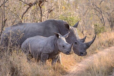 6 Tage Nashorn Naturschutz Safari in Kenia.