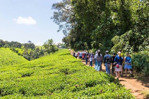 Nairobi dagstur till Kiambethu Tea Farm och lunch