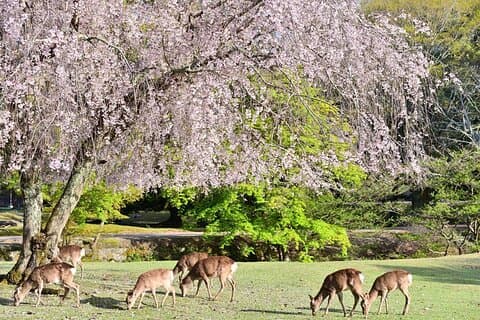 Kyoto & Nara: Parque de Nara, Fushimi Inari & Arashiyama