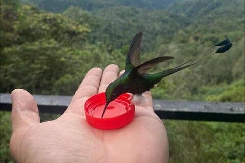 MINDO CLOUD FOREST - Natuur & Vogels - Gepersonaliseerde ervaring