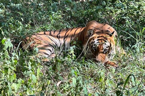 Wild Life Jeep Safari Tour bij Bannerghatta met privétransfer
