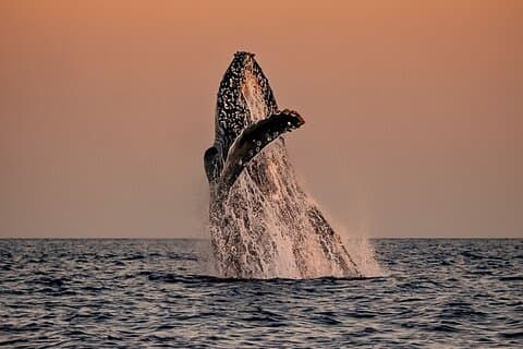 Sunset Whale Watching i Cabo San Lucas