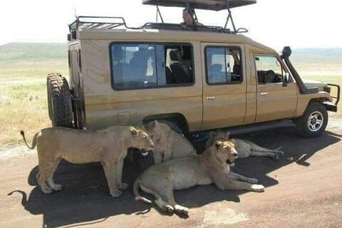Safari de vida silvestre en Kenia en 4x4 Land Cruiser Jeep