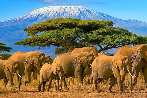 Excursão de 3 dias pelo Parque Nacional Amboseli