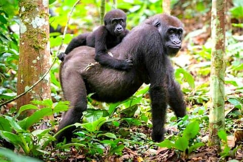 3 Day Lowland Gorilla Trekking in Kahuzi Biega Park and Lake Kivu
