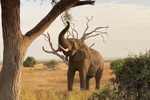 Excursão de um dia ao Parque Nacional Amboseli