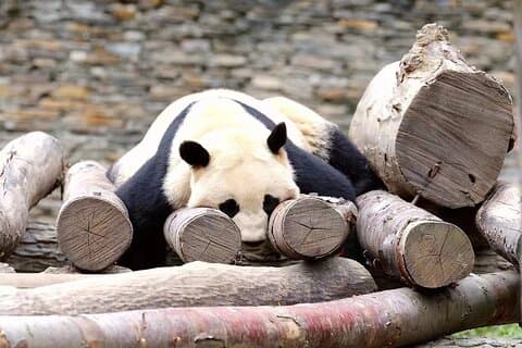 Halvdag morgen panda tur med lille gruppe