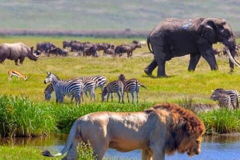 5 Ol Pejeta Conservancy, Lac Nakuru, Masai Mara Wildlife Safari