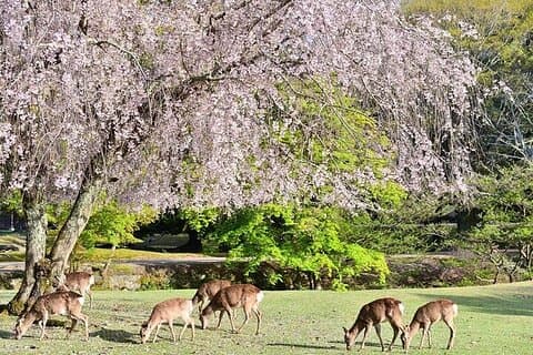 Excursión de un día a Arashiyama, Fushimi Inari y Nara Deer Park