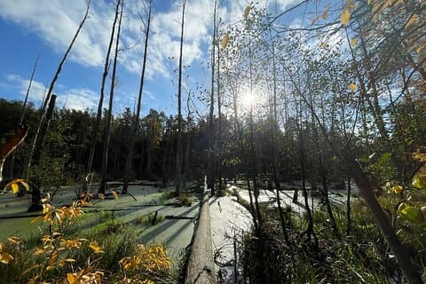 Guided hike in Berlin/Brandenburg