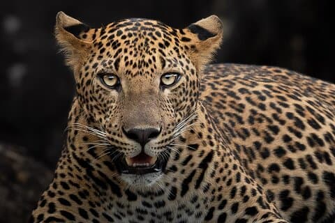 Yala nasjonalpark full dag safari tur