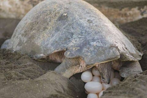 Nachtschildpadden spotten in de buurt van Tamarindo