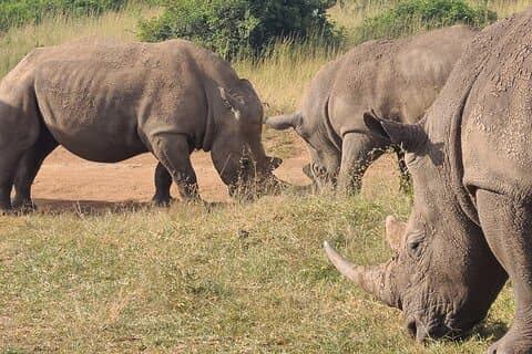 Nairobi Nationaal Park Halve dagtour