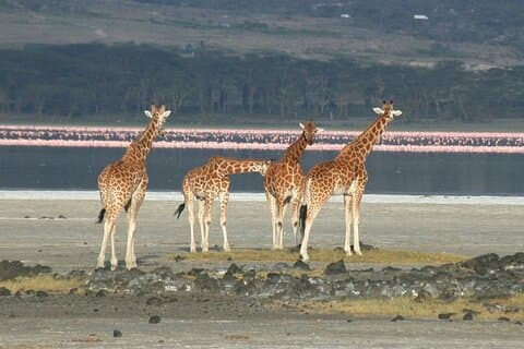 Dagstur till Lake Elementaita från Nairobi